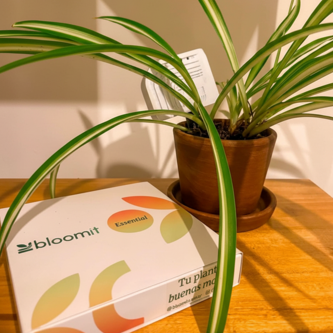 Dispositivo Bloomit monitoreando una planta en tiempo real con sensores de temperatura y humedad